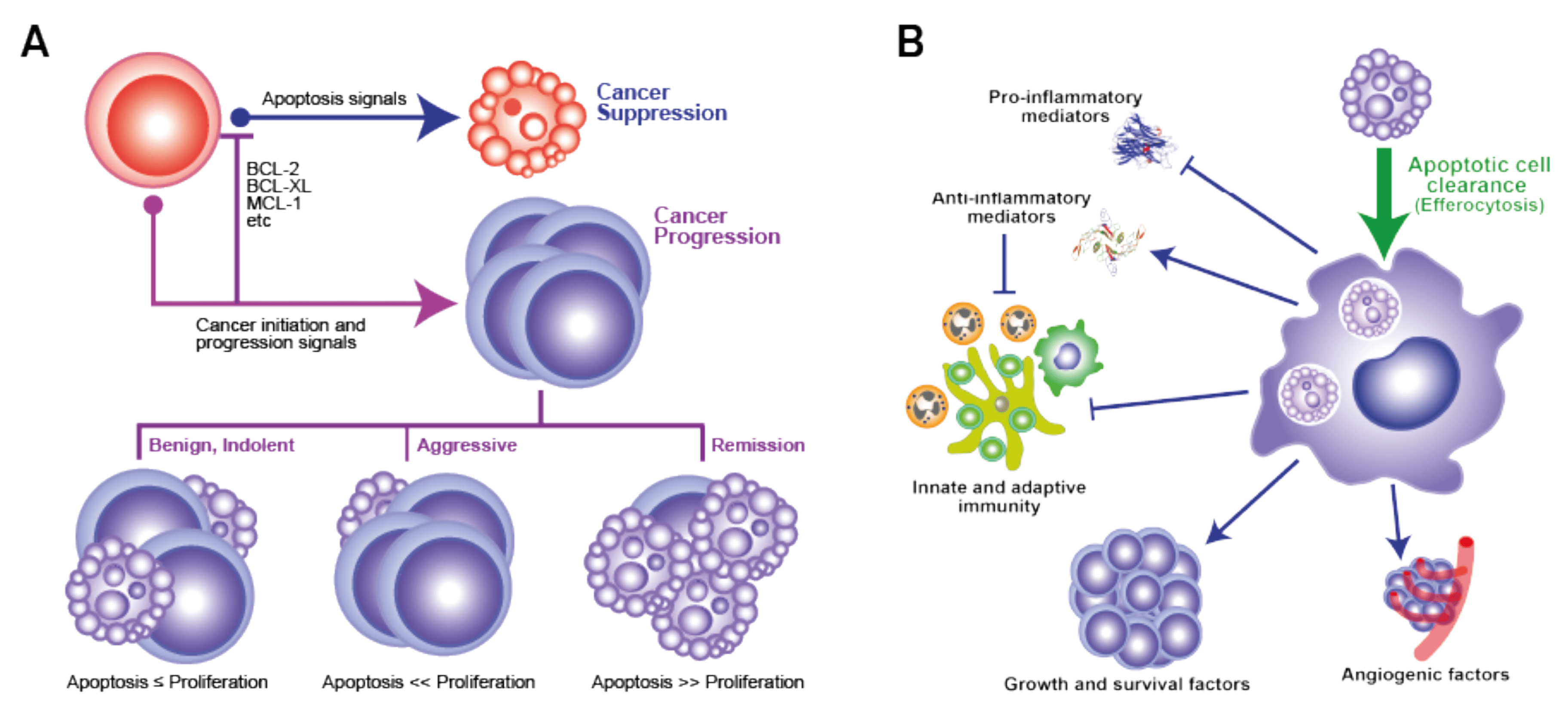 Figure 1 The ‘apoptosis paradox’ in malignant disease (Morana, 2022)