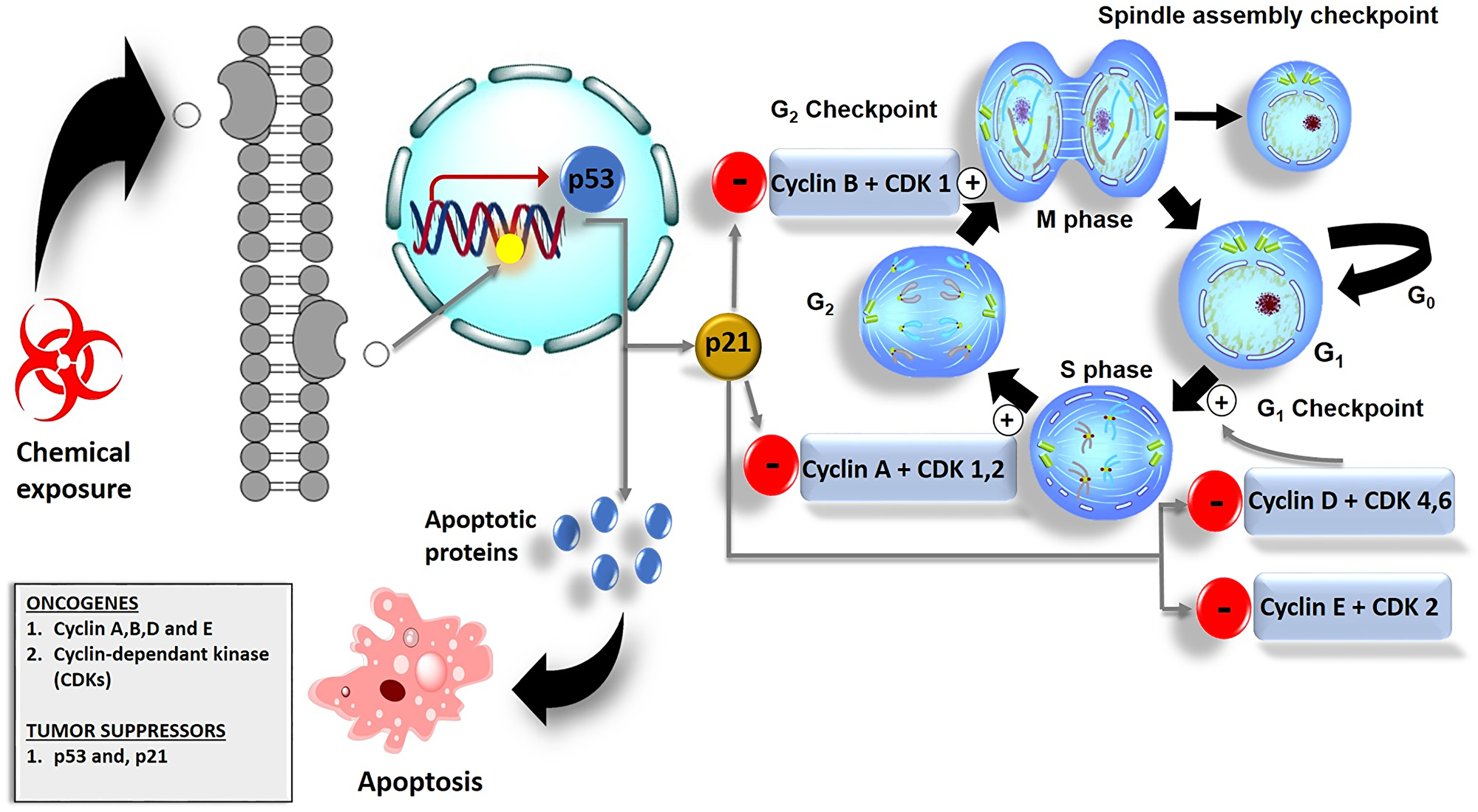 Figure 1 Cell cycle checkpoints and their role in cancer cell death. (Chota, 2021)