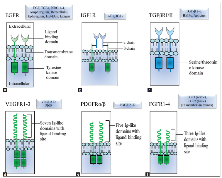 Figure 1 The ‘apoptosis paradox’ in malignant disease (Morana, 2022)