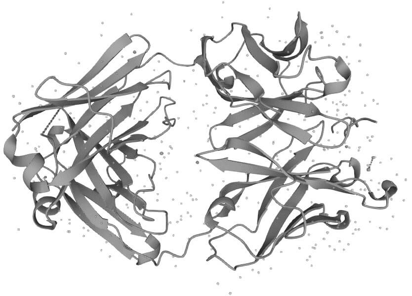 Figure 1. The Structural Properties of Human MUC1