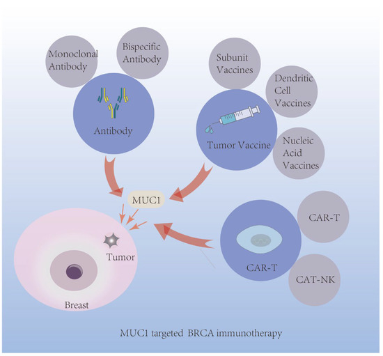 Figure 2. The Schematic of Mechanism of Sontuzumab Action