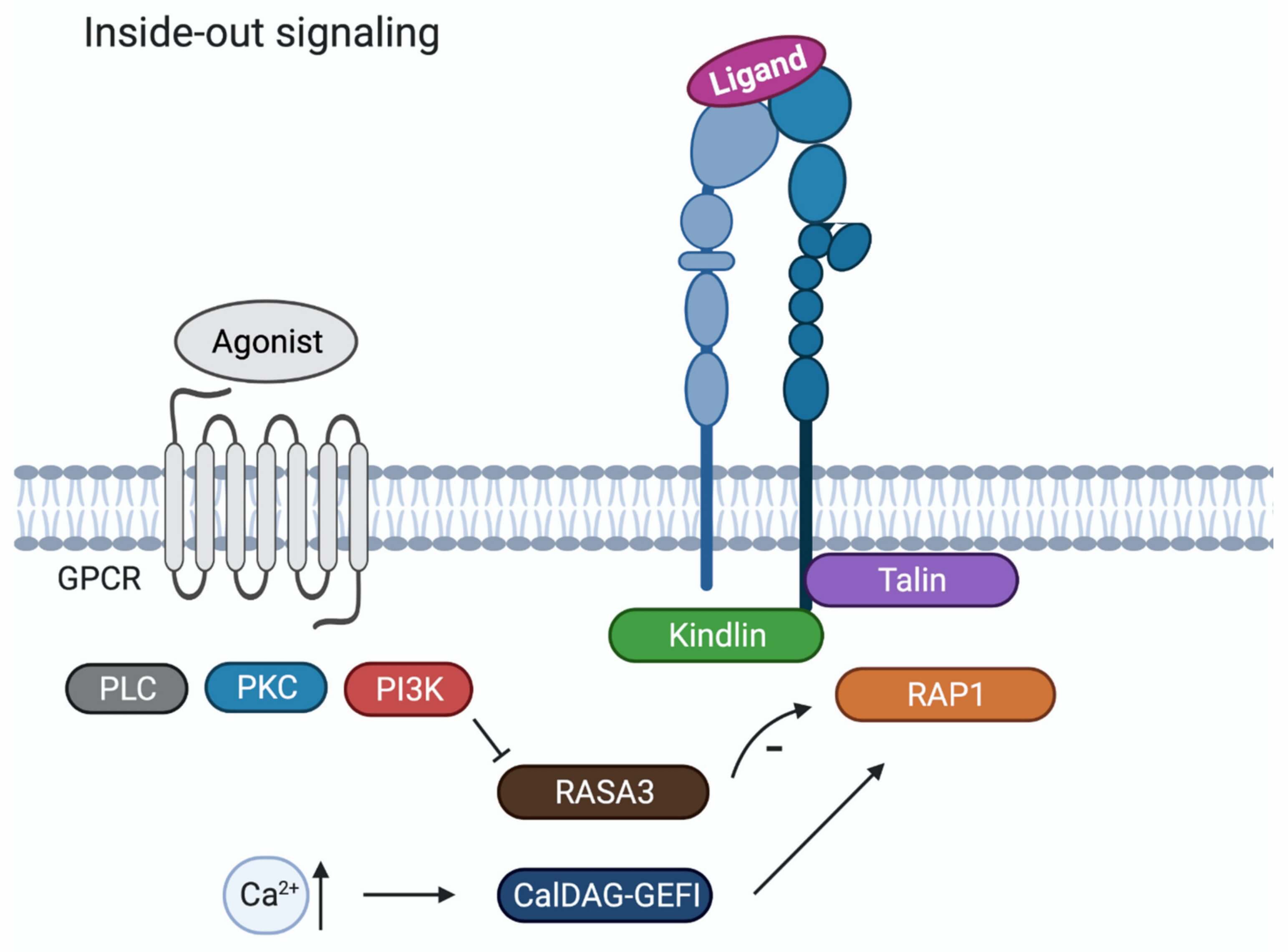 Figure 2. Schematic of Inside-out Signaling in Platelets.3,4