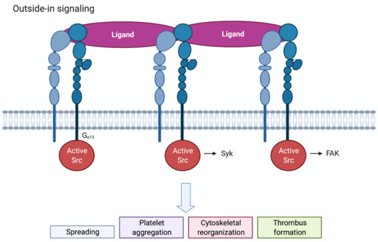 Figure 3. Schematic of Outside-in Signaling in Platelets.3,4
