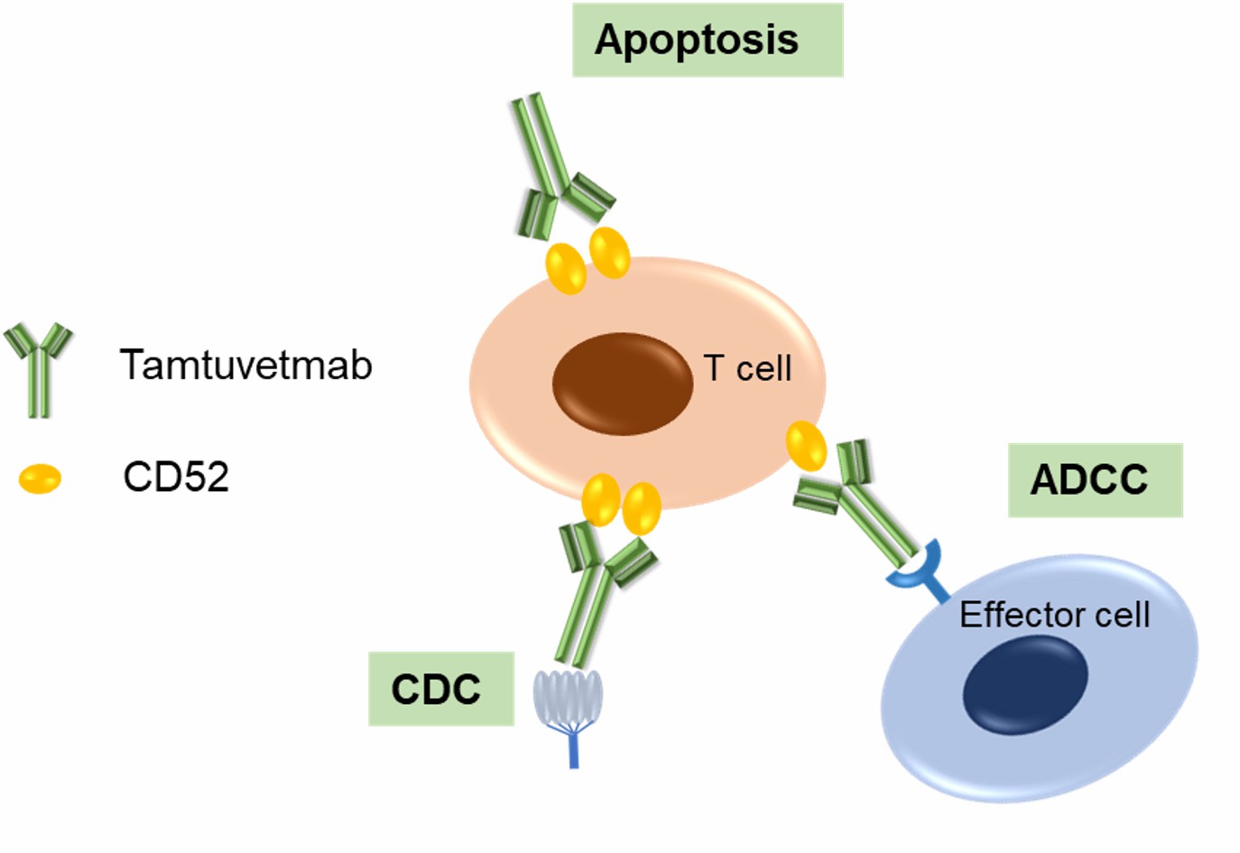 Figure 2. The Schematic of Mechanism of Tamtuvetmab Action (Creative Biolabs Original)