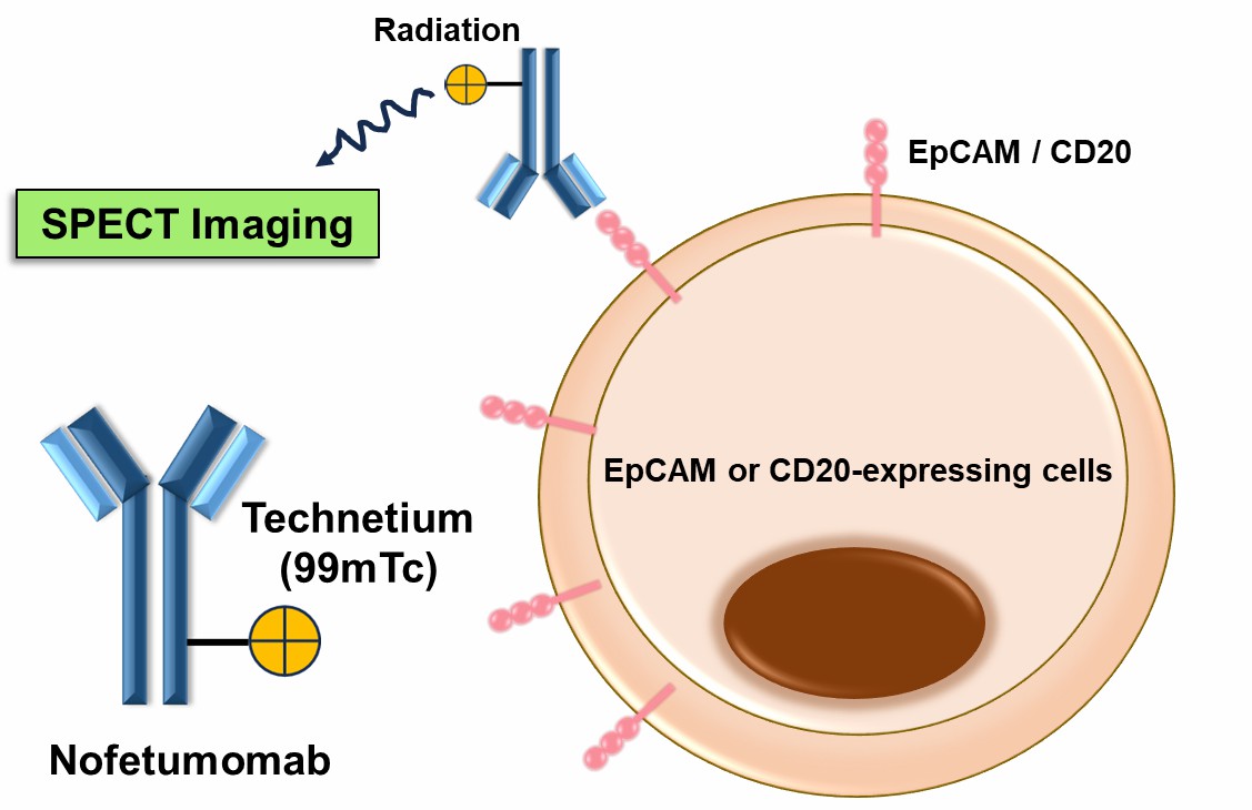 Figure 2. The Schematic of Mechanism of Technetium (99mTc) Nofetumomab Merpentan Action. (Creative Biolabs Original)