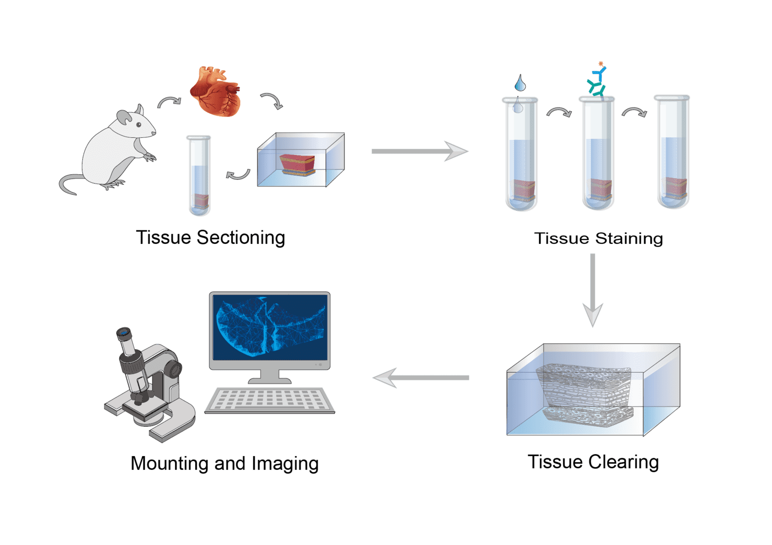 3D Immunohistochemistry