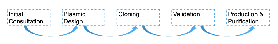 Fig.1 Process. (Creative Biolabs)