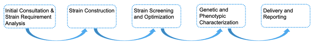Fig.2 Process. (Creative Biolabs)