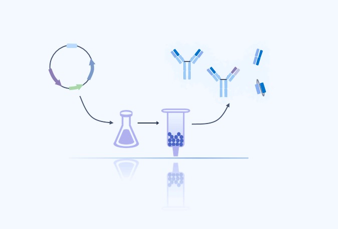 Recombinant antibody production. (Creative Biolabs original)
