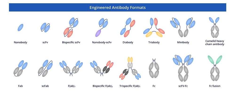 Fig.1 Antibody formats. (Creative Biolabs Original)