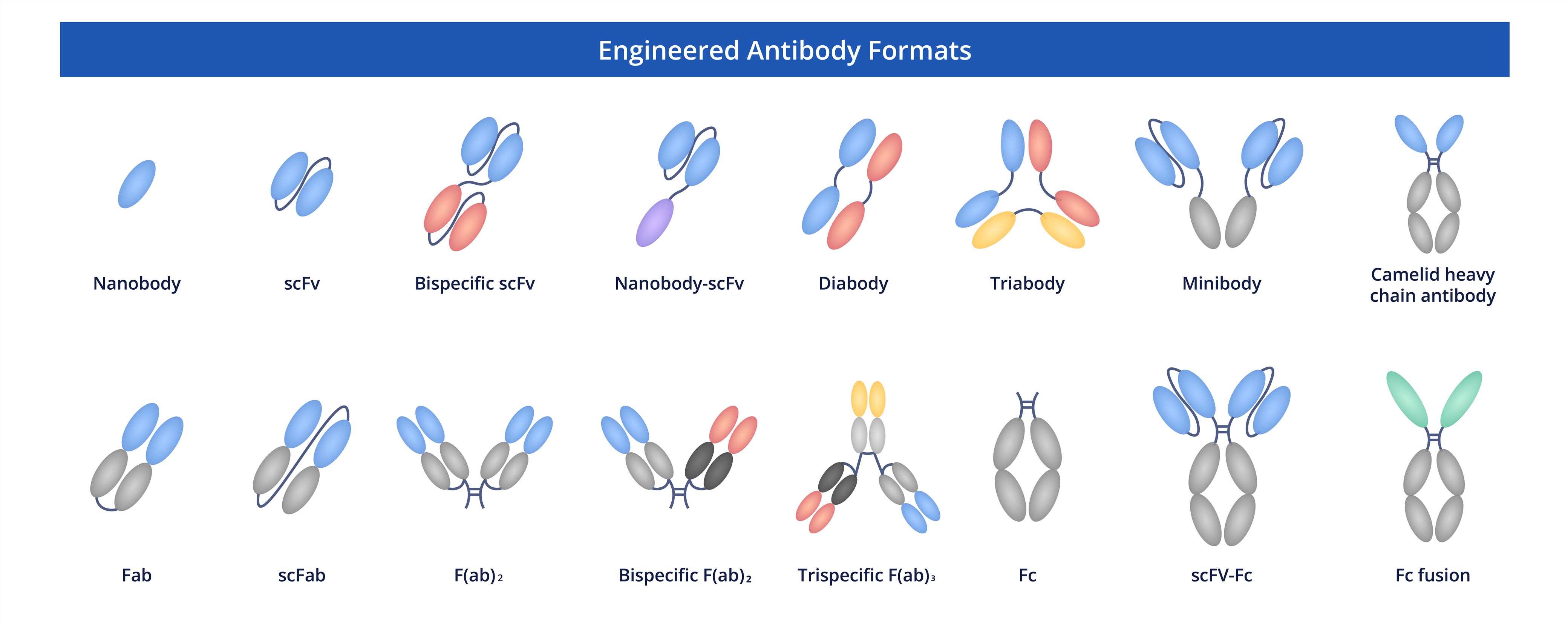 Fig.1 Formats. (Creative Biolabs)