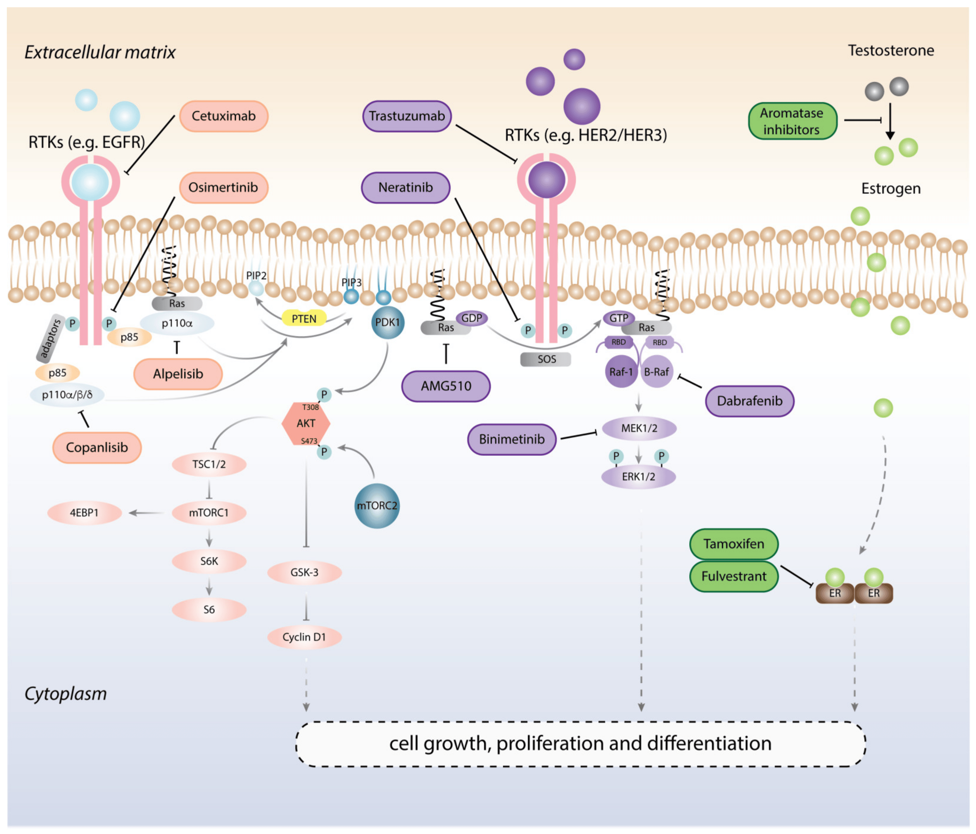 Figure 1 Targeted therapies for cancer treatment. (Yip, 2021)
