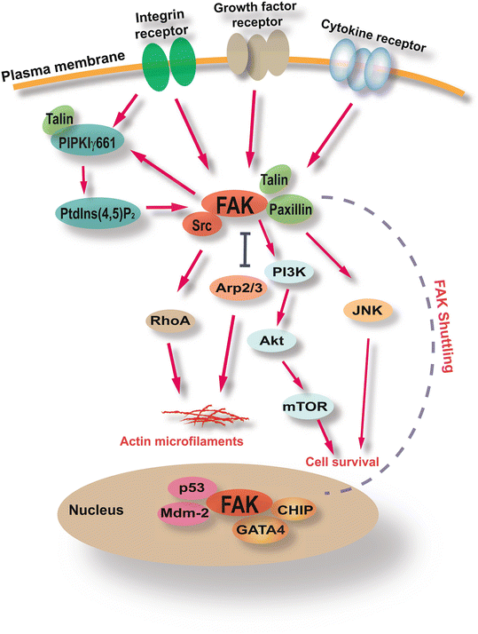 Figure 1 Model of FAK signaling upon activation by integrins, growth factor receptors, and/or cytokine receptors. (Chen, 2016)