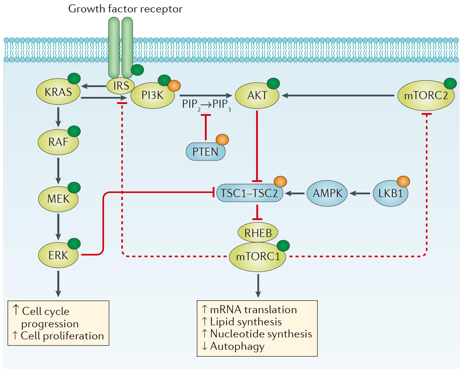 Figure 1 Intracellular signaling via the PI3K–AKT–mTOR pathway. (Janku, 2018)