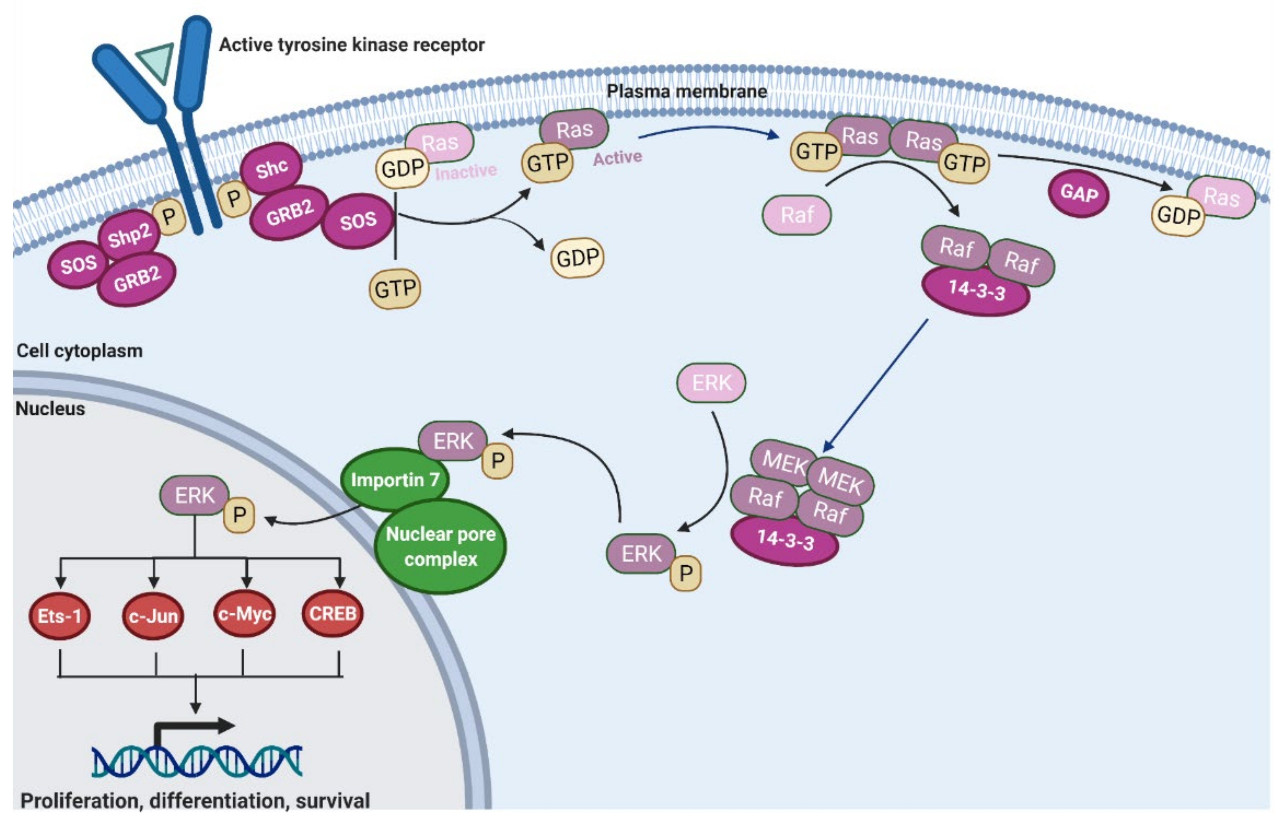 Figure 1 Modes of transcription factor action on 3D genome organization. (Kim, 2019)