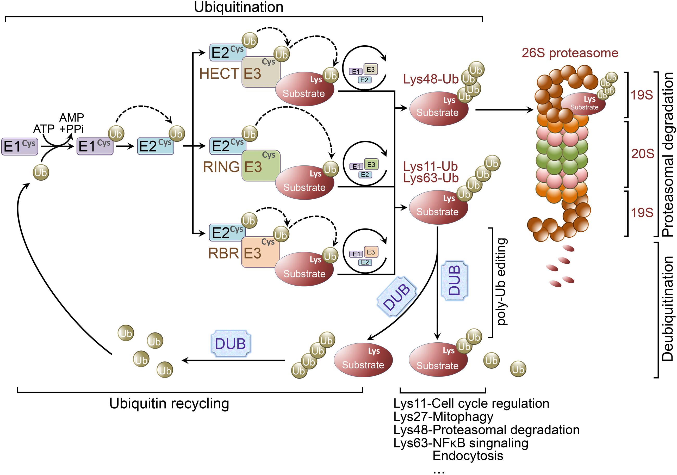 Figure 1 Ubiquitination and ubiquitin-proteasome system. (Zheng, 2016)