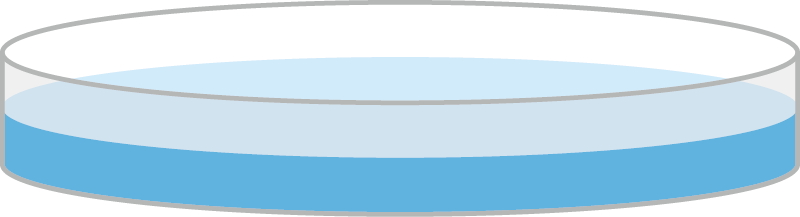 High-Throughput Antibody Production Step 4: Transfection & Expression
