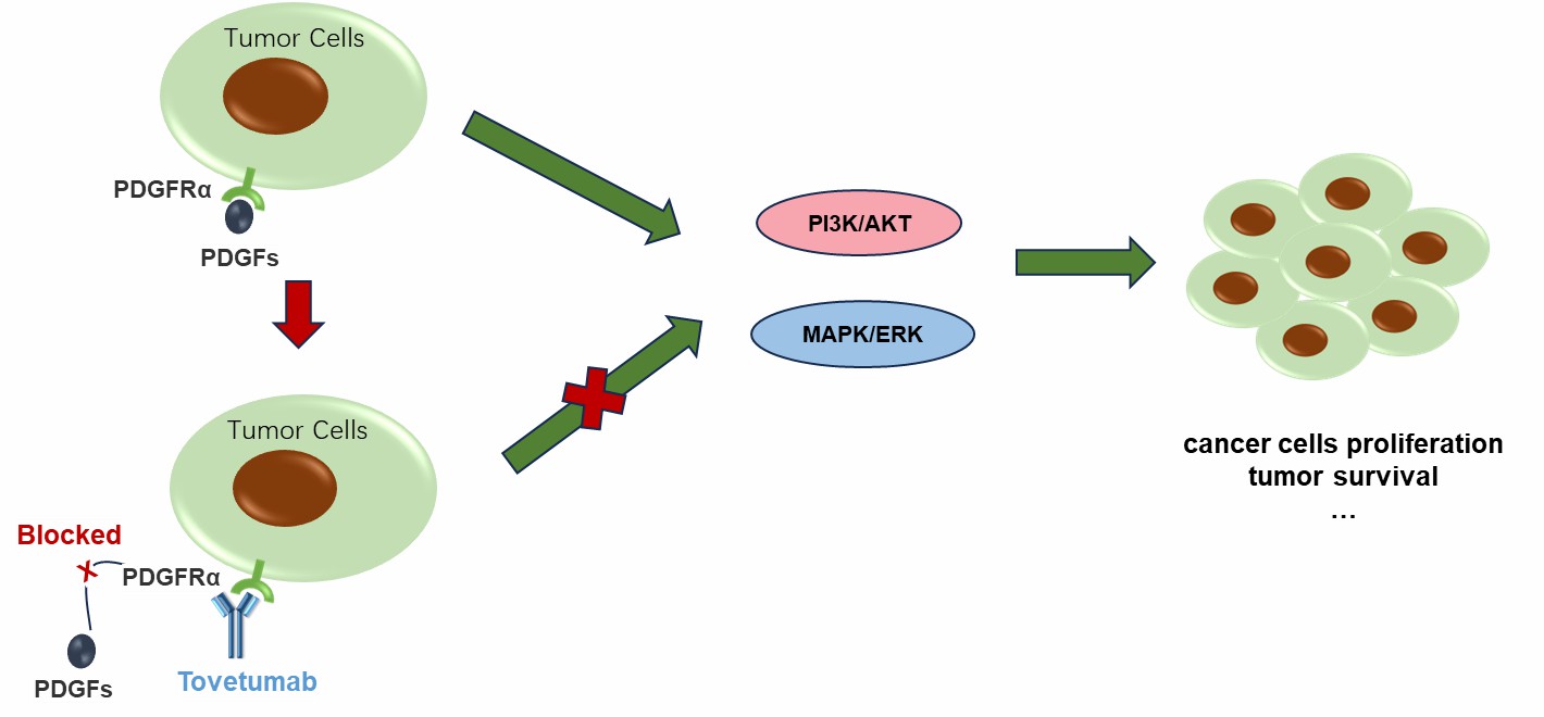 Figure 2. The Schematic of Mechanism of Tovetumab Action. (Creative Biolabs Original)