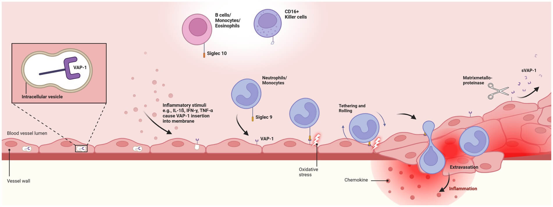 Figure 2. The Schematic of Immunopathogenesis of VAP-1, the Target of Vapaliximab.