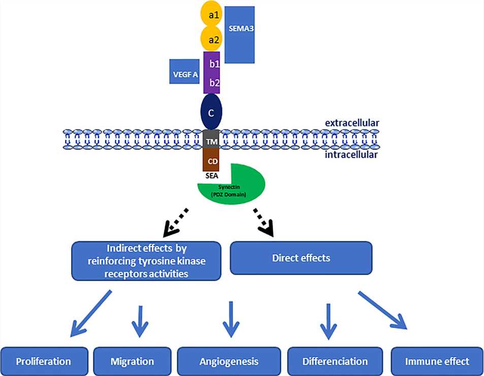 Figure 1. NRP-1 Structure and Functions.