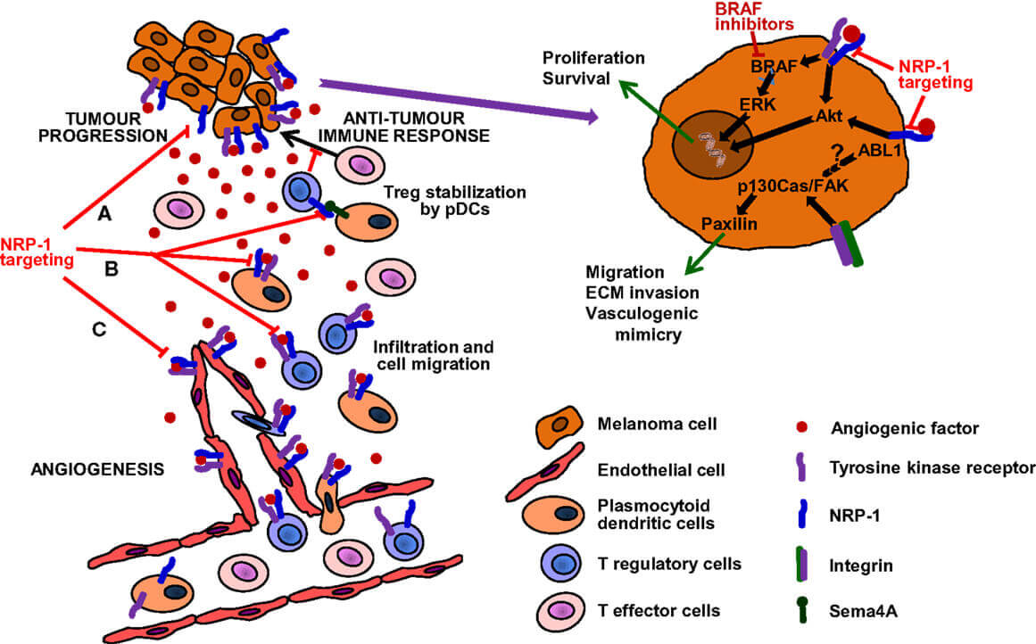 Figure 2. The Schematic of Mechanism of Anti-NRP-1 Agent (Vesencumab) Action.