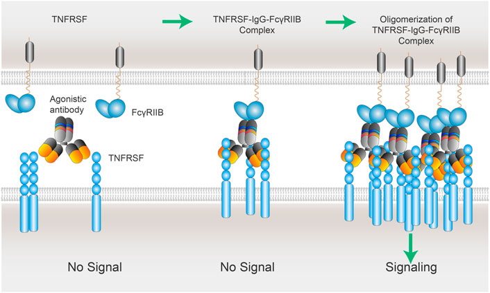 Figure 1. The Schematic of Mechanism of Vonlerolizumab Action.
