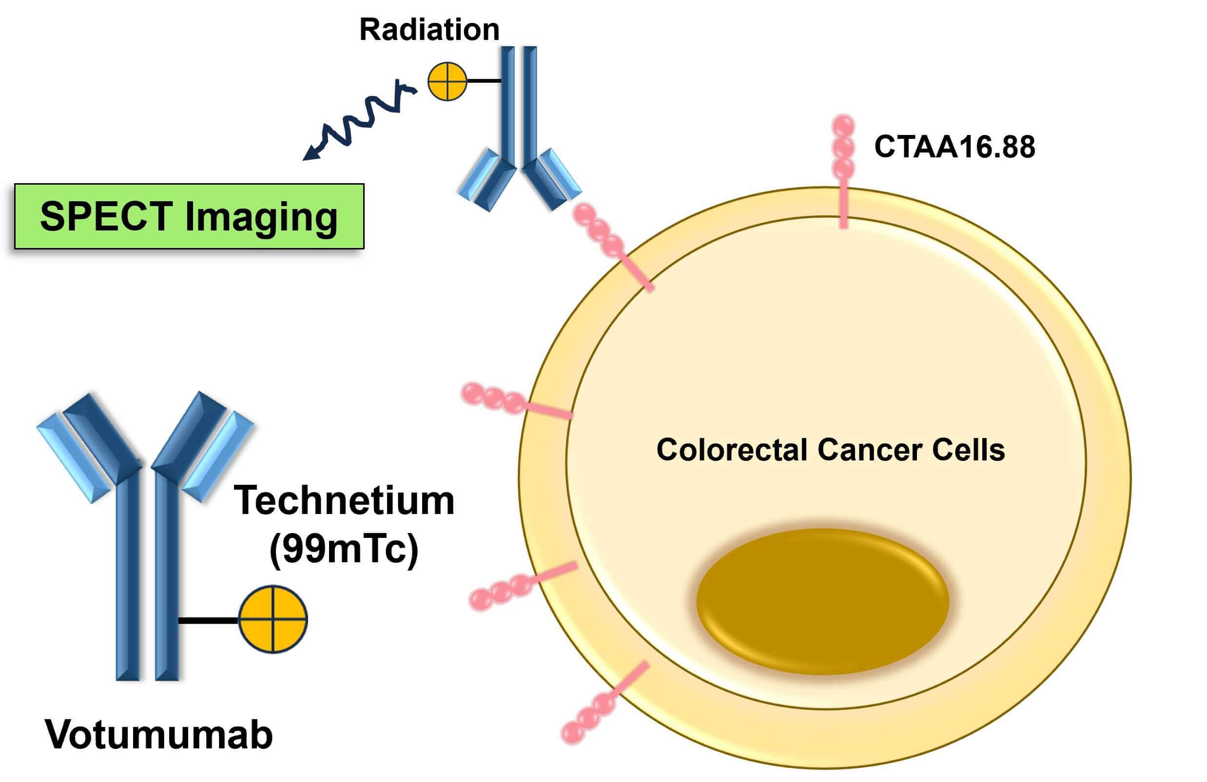 Figure 1. The Schematic Mechanism of Action of Votumumab. (Creative Biolabs Original)