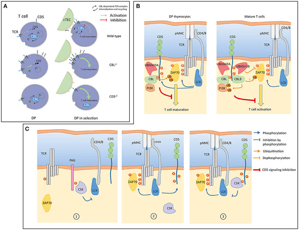Figure 2. CD5 Signaling in Thymocytes and Mature T Cells.