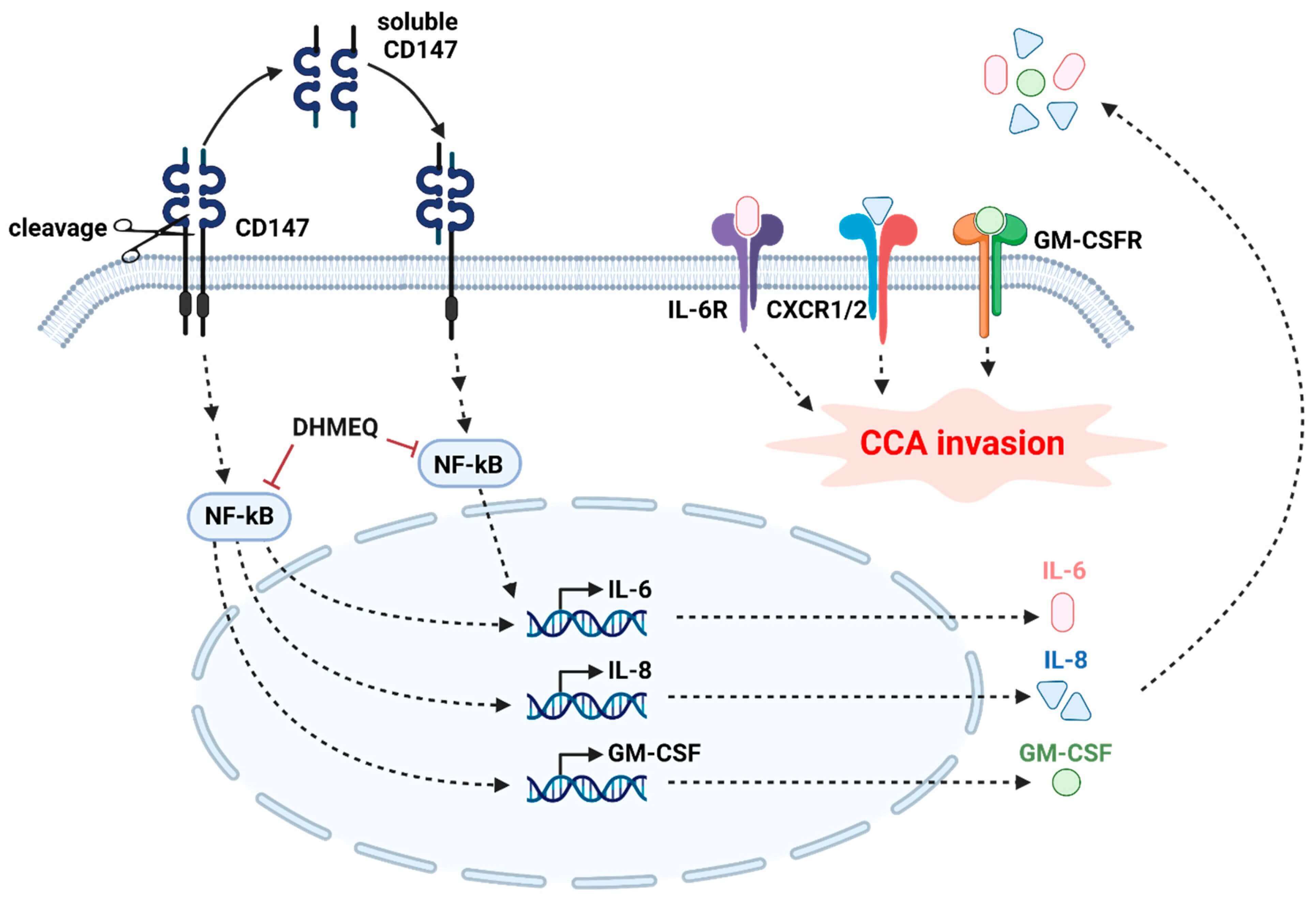 Figure 3. Anti-CD5 Mab Increased T Cell Activation.