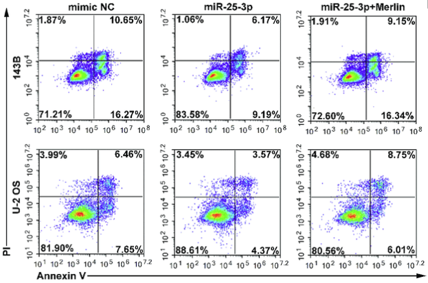 Representative figures of apoptosis assay