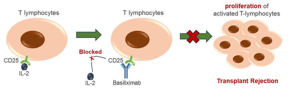 Figure 1. Basiliximab Blocks IL-2 Interaction by Binding to CD25 (Creative Biolabs Original)