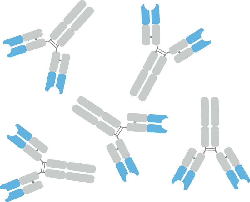 High-Throughput Antibody Production Step 5: Antibody Purification