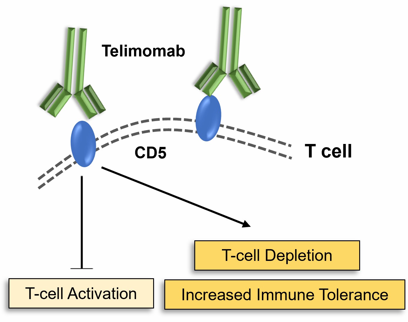 Figure 2. The Schematic of Mechanism of Action of Telimomab. (Creative Biolabs Original)