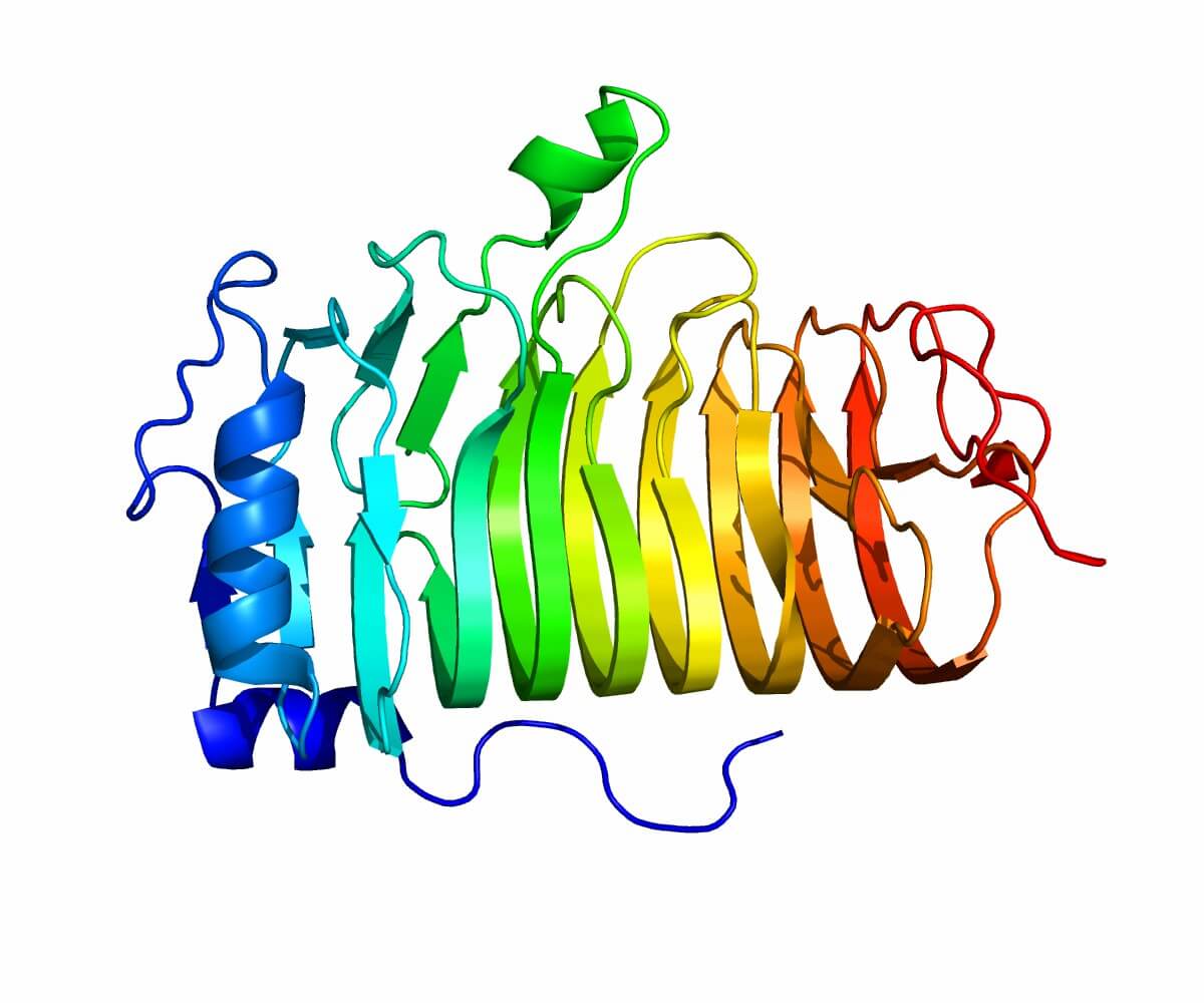 Figure 1. The Structural Properties of CD20. (Wikipedia, Public Domain)
