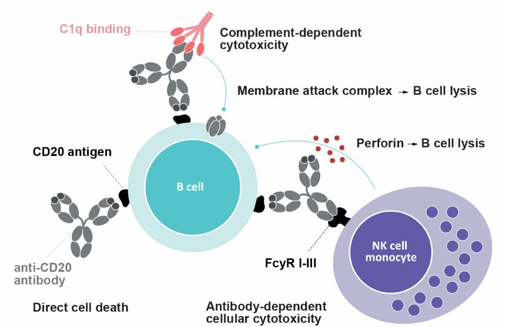 Figure 2. The Schematic of Mechanism of Anti-CD20 mAb Action.