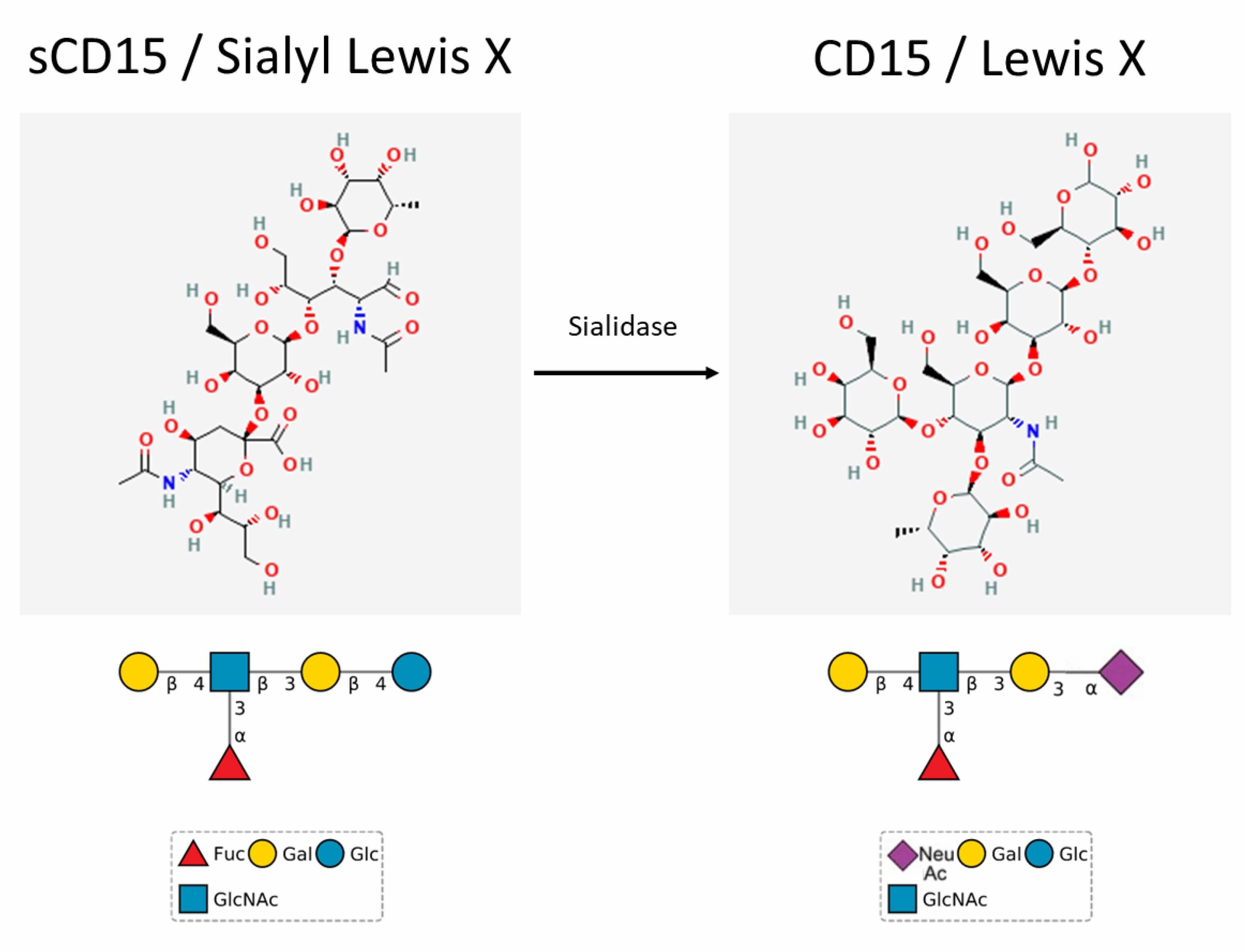 Figure 1. The Structural Properties of CD15.