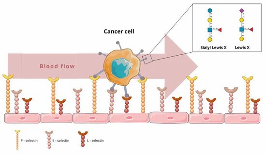 Figure 2. How do cancer cells expressed with CD15 adhere to endothelial cells: By the interactions between CD15 and E-, L- and P-selectins
