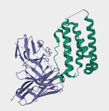 Figure 1. The Structural Properties of Human IFNA1. (UniProt)