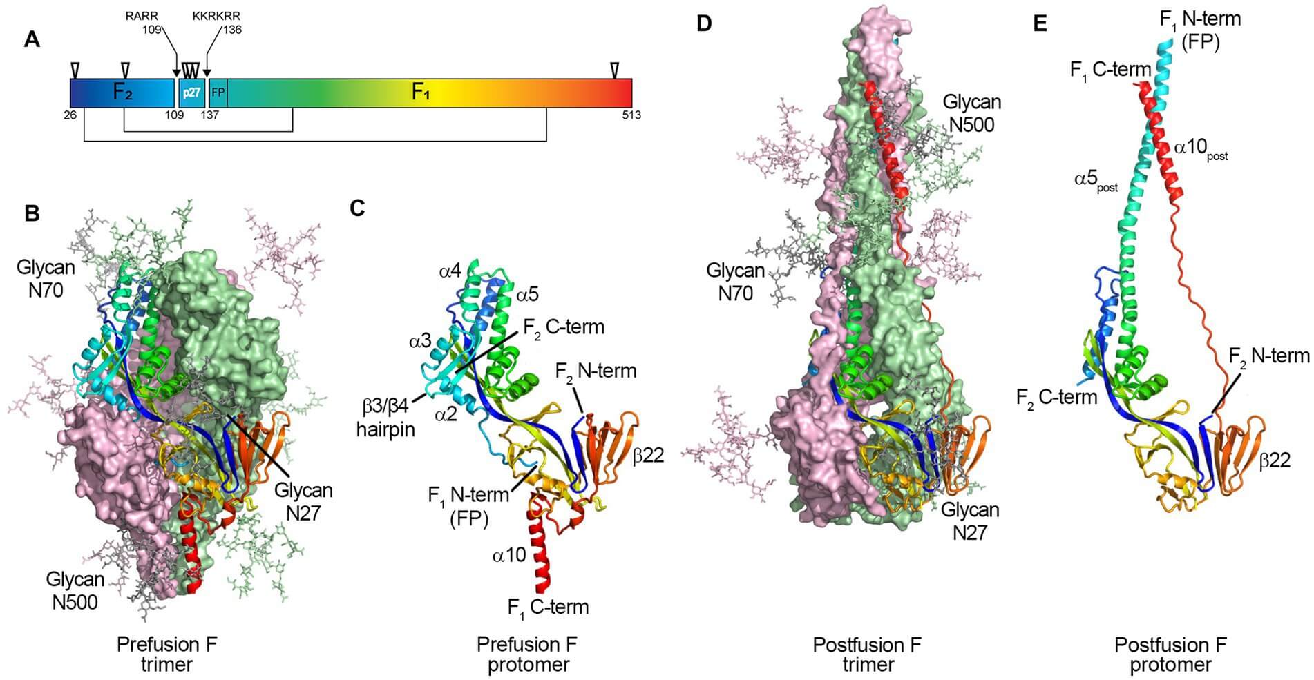 Figure 1. The Structural Properties of RSV in Different Conformations.