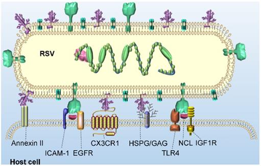 Figure 2.RSV binding receptors that are essential for virus entry (Proposed).
