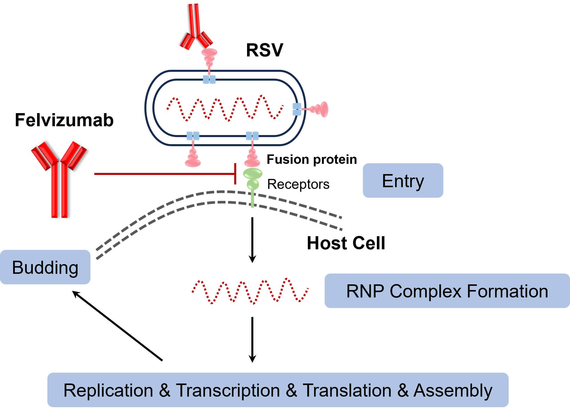 Figure 3. The Schematic of Mechanism of Felvizumab Action (Creative Biolabs Original)