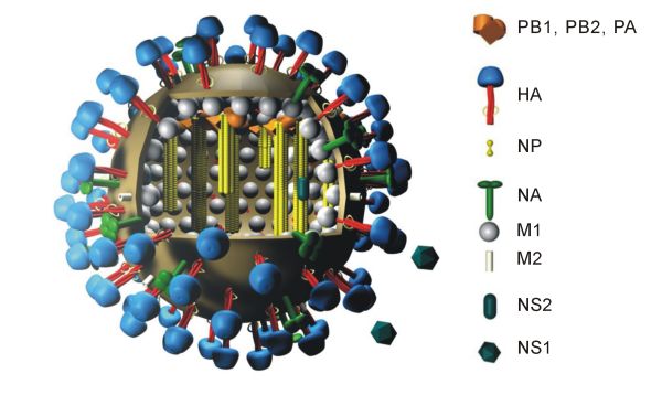 Figure 1. The Structural Properties of Influenza (Wikipedia, Public Domain)