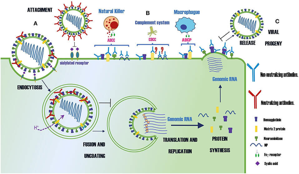 Figure 2. The Schematic of Mechanism of Actions of Neutralizing and Non-neutralizing Abs