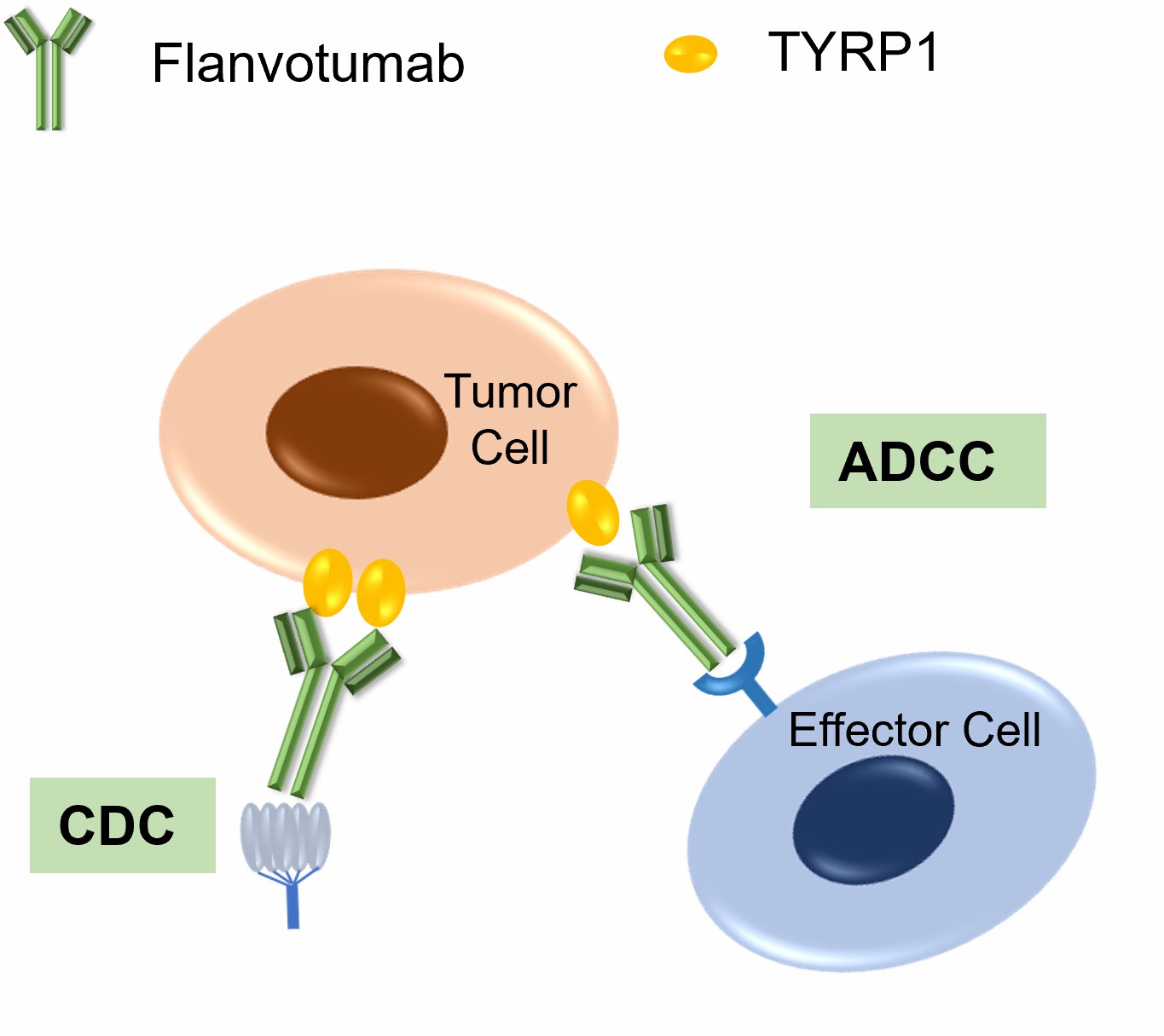 Figure 2. The Schematic of Mechanism of Flanvotumab Action. (Creative Biolabs Original)