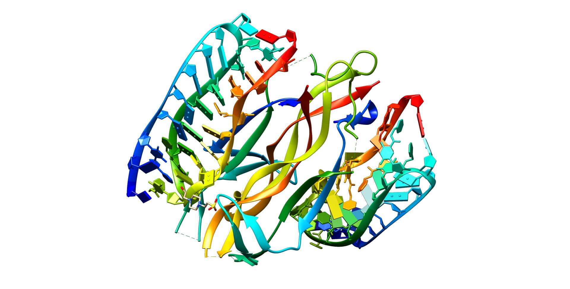 Figure 1. The Structural Properties of NGF (Wikipedia)