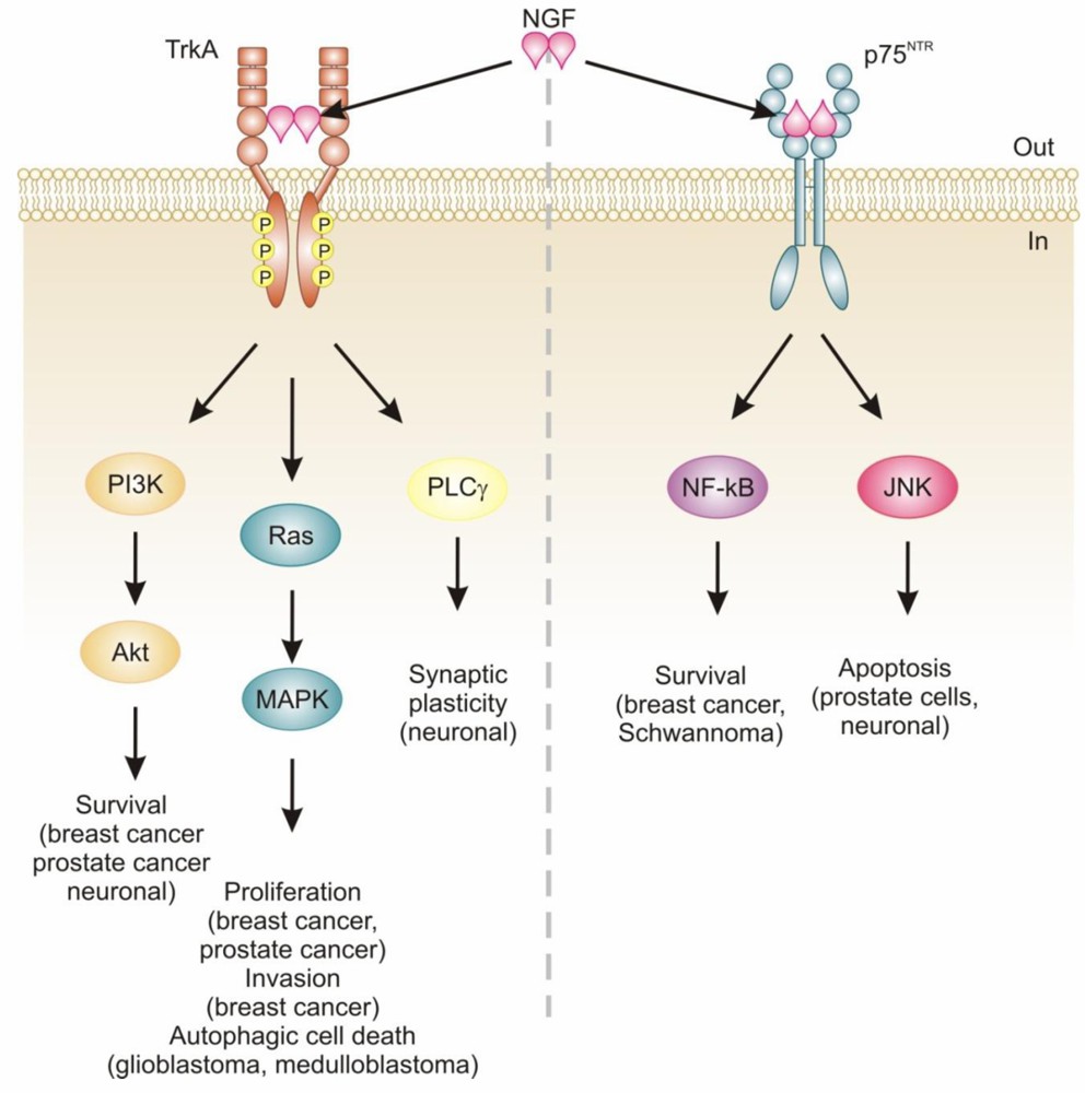 Figure 2. The Schematic of NGF Signaling