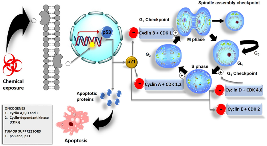 Figure 1 Targeted therapies for cancer treatment. (Yip, 2021)