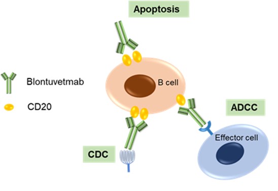 Figure 1. Blontuvetmab Binds to CD20 and Leads to ADCC, CDC and Direct Apoptosis (Creative Biolabs Original)