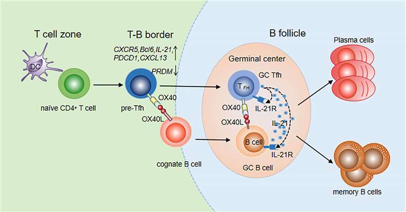 Figure 1. The Mechanism of Action of Oxelumab