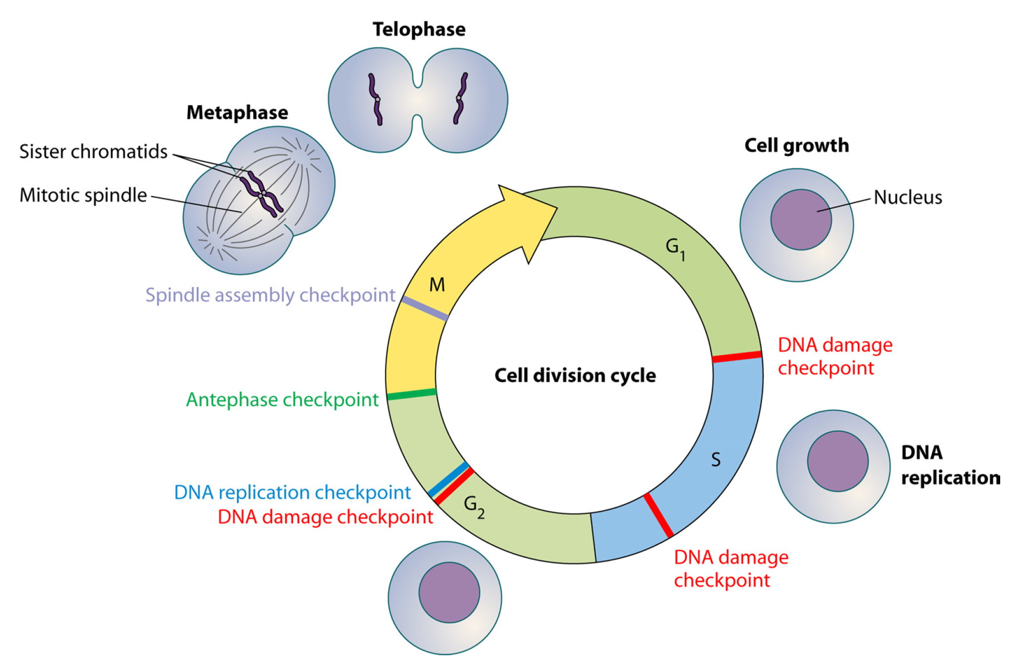 Figure 1 Cell cycle checkpoint pathways impinging upon the cell division cycle. (Chin, 2010)